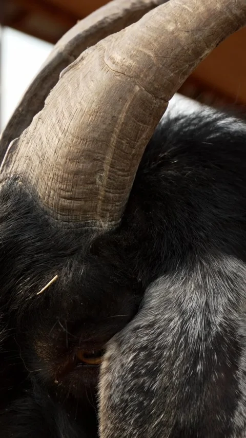 Extreme close up of black goat eye with horn vertical video, farm animal macro Stock-Footage 345205770