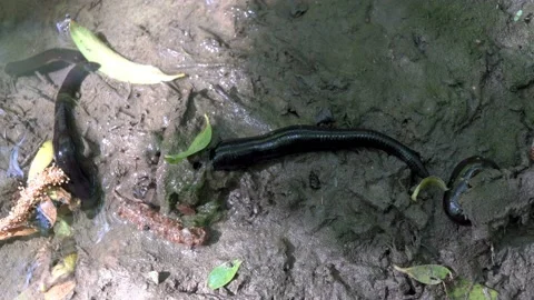 Extreme close-up of black leeches that crawl on wet sand near the water 스톡 동영상 125433153