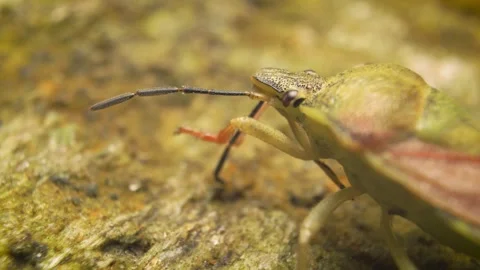 Extreme close-up of the black-shouldered shieldbug (Carpocoris purpureipennis) Stock Footage 316366626