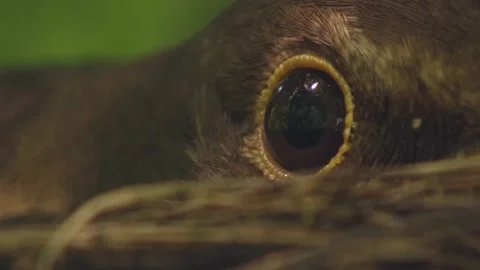 Extreme close-up of blackbird incubating eggs on nest, focus on eye Vídeo Stock 330948978