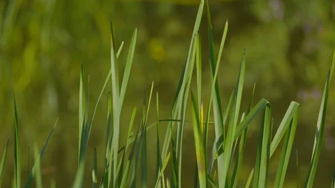 Extreme close up of blades of grass Stock Footage 124936937