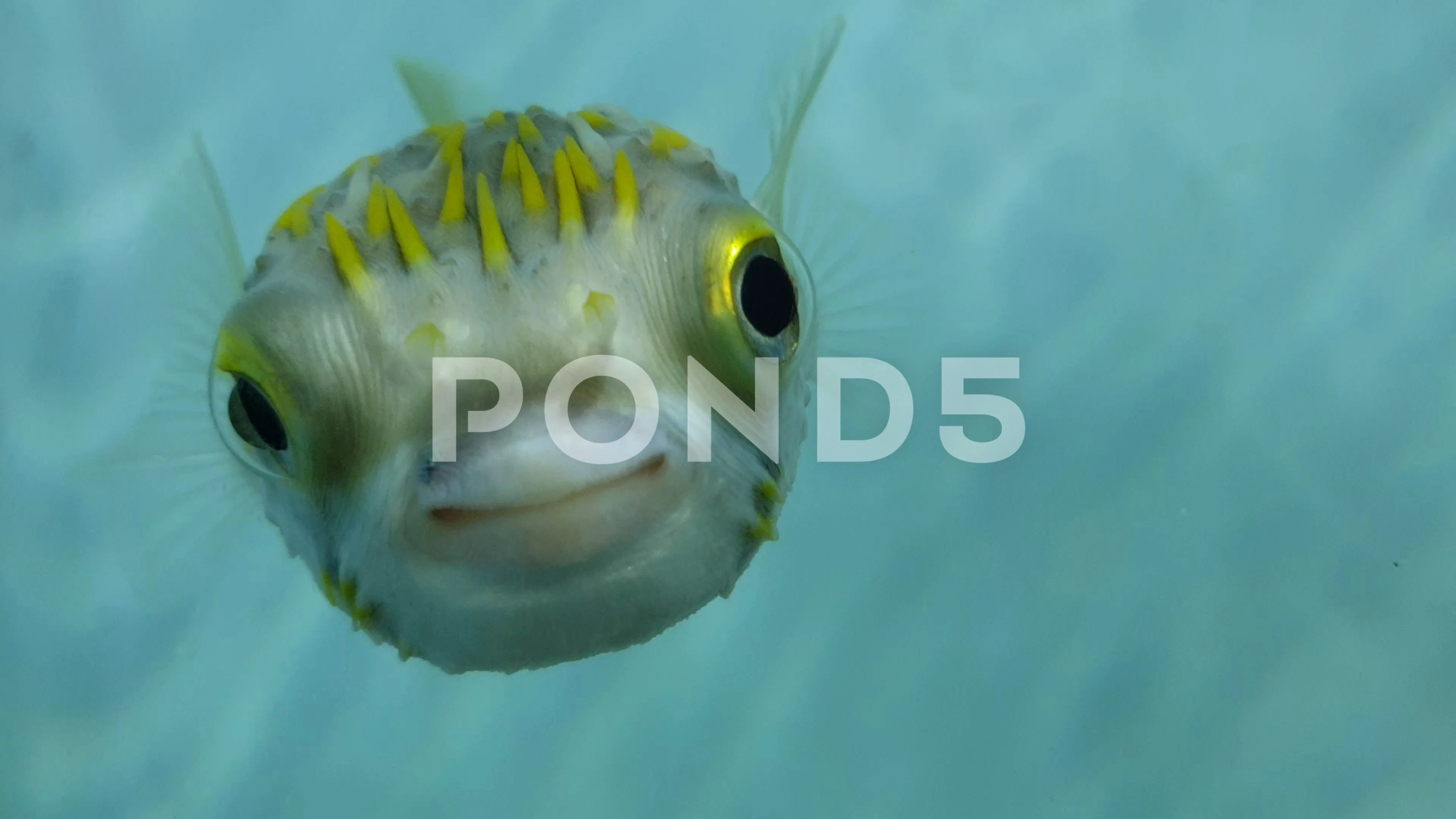 a photo of a blobfish jumping from the water like a