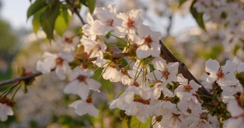 Extreme Close Up Of Blooming White Cherry Branch Stock Footage 124637652