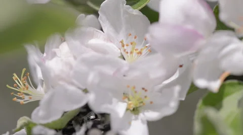 Extreme Close Up of a Blossoming Apple tree flower Stock Footage 63613866