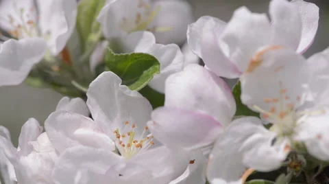 Extreme Close Up of a Blossoming Apple Tree Stock Footage 63614098