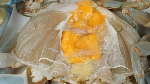 Extreme close up of blue crab with eggs. Stock Footage 107633208