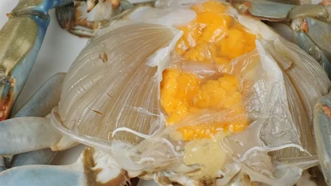 Extreme close up of blue crab with eggs. Stock Footage 107633406