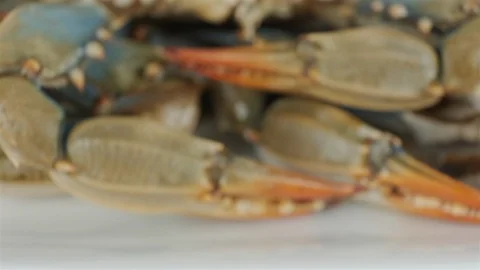 Extreme close up of blue crab with eggs. Stock Footage 107633703