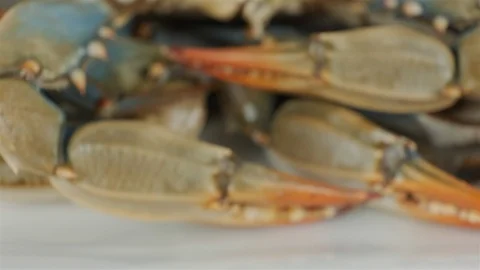 Extreme close up of blue crab with eggs. Stock Footage 107633786