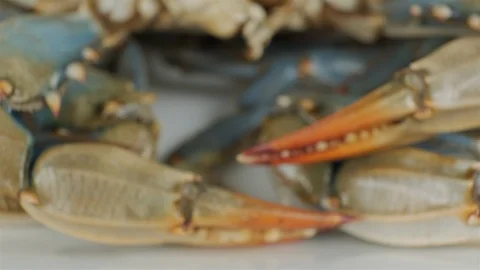Extreme close up of blue crab with eggs. Stock Footage 107633848