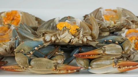 Extreme close up of blue crab with eggs. Stock Footage 107633919