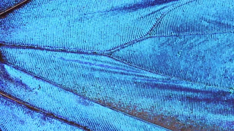 Extreme Close-up of Blue Morpho Butterfly wing. Rainforest, global warming Stock Footage