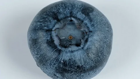 Extreme close up of a blueberry. Video stock 107073805