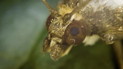 Extreme close-up of the box tree moth (Cydalima perspectalis) Stock Footage 325030224