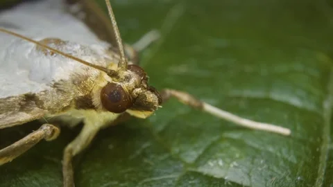 An extreme close-up of the box tree moth (Cydalima perspectalis) Stock Footage 325030234