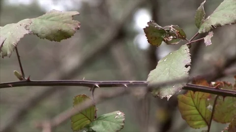 Extreme Close up of bramble leaves Stock Footage 84789067