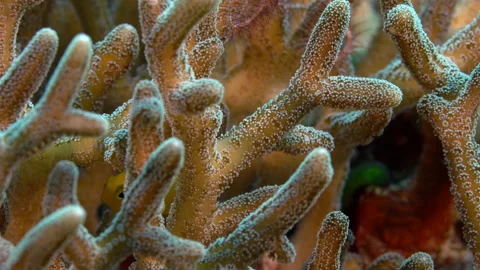 Extreme close up branching coral with damselfish 스톡 동영상 131065053