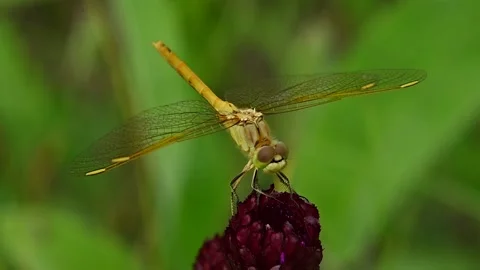 An extreme close-up of a bright yellow dragonfly perched on a dark purple flower Stock Footage 139659809