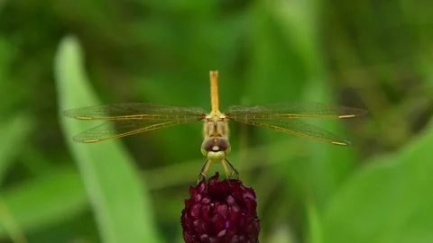 An extreme close-up of a bright yellow dragonfly looking straight at the camera Stock Footage 139659817