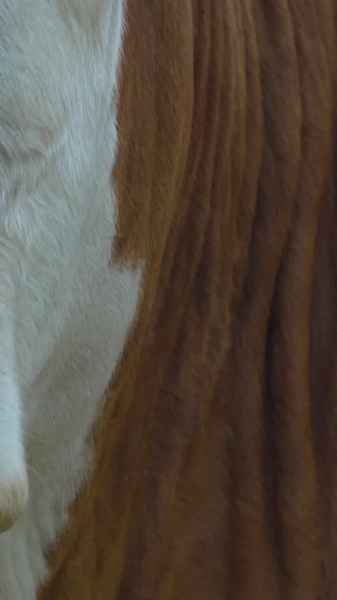 Extreme Close Up Of Brown And White Cow Face In Vertical Format Stock Footage 328936882