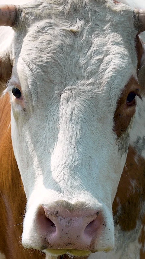 Extreme Close Up Of Brown And White Cow Face In Vertical Format Stock Footage 328936909