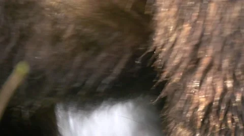 Extreme close-up of brown bear (Ursus arctos) passing in front of waterfall Stock Footage 43812686