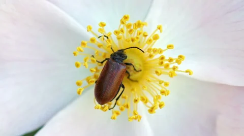 Extreme close-up of brown bug collecting food from flower's stamens Stock Footage 39345788