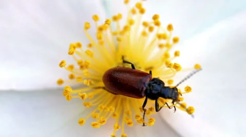 Extreme close-up of brown bug collecting food from flower's stamens Stock Footage 39935192