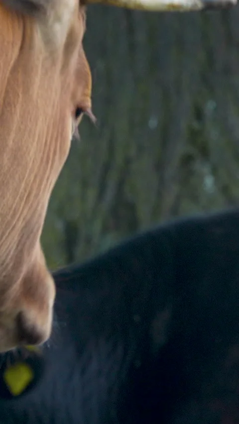 Extreme Close Up Of Brown Cow Face In Vertical Format Stock Footage 328936824