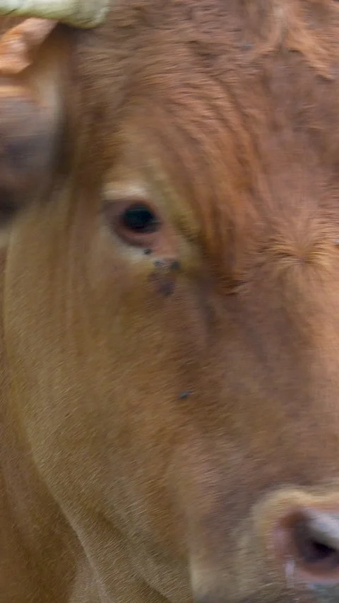 Extreme Close Up Brown Cow Face Vertical Cinematic Portrait Stock Footage 341416664