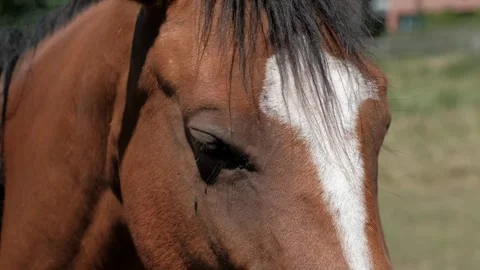 Extreme close up of brown horse face showing eye and blaze Vídeos de archivo 337402913