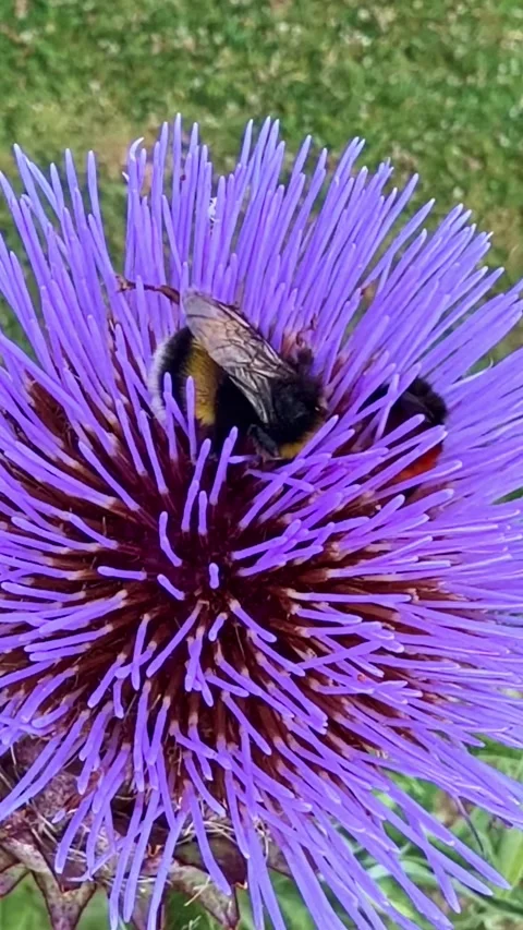 Extreme close-up of bumblebee collecting nectar on globe artichoke flower Video stock 341840872