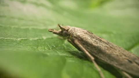 Extreme close-up of a bumblebee wax moth Stock Footage 317442591