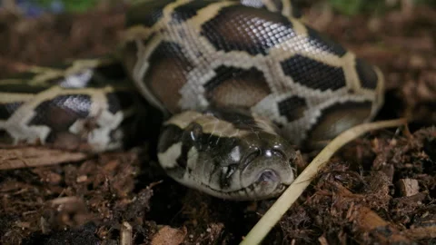 Extreme close up of a burmese python baby freshly hatched Stock Footage 155770981