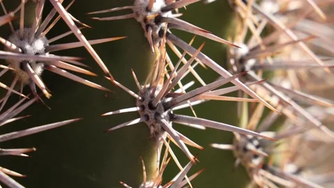 Extreme Close Up Of Cactus Spines Stock-Footage 148402862