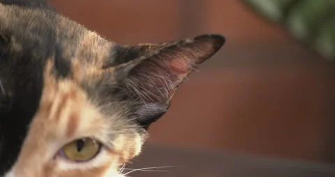 Extreme close-up of calico cat moving ear during nap. Show yellow eyes. Video stock 282376345