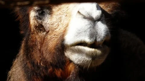 Extreme close-up of camel chewing with visible mouth, nose and brown teeth Stock Footage 318397853