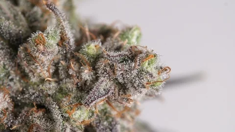 Extreme close up of cannabis bud Stock Footage 101033674