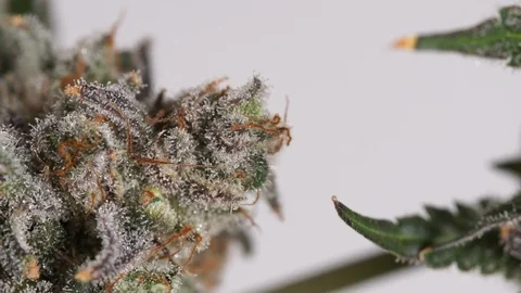 Extreme close up cannabis leaf and flower Stock Footage 101033474