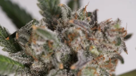 Extreme close up cannabis trichomes Stock Footage 101033579