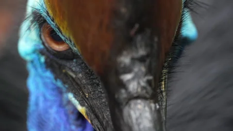 Extreme Close Up of Cassowary Face with Eye Looking into Camera Stock Footage 314938205