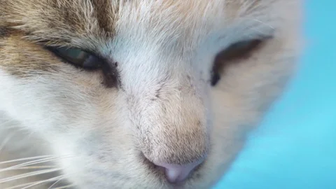 Extreme close-up of cat face Stock Footage 85790016