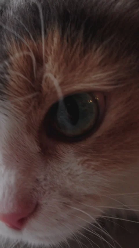 Extreme close up of cat green eye opening vertical video, macro pet reel Stock-Footage 345205698