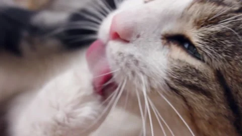 Extreme close up of cat licking its paw Stock Footage 290953427