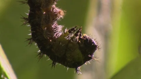 Extreme close-up of caterpillar hanging from leaf shortly before pupation, detai Stock Footage 330451917