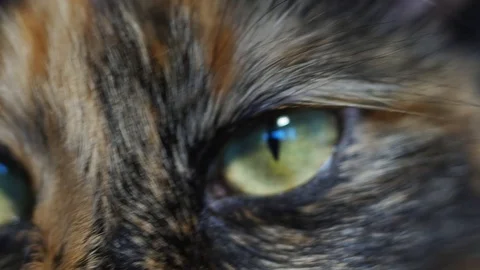 Extreme close-up of a cat's eye Stock Footage 91070432