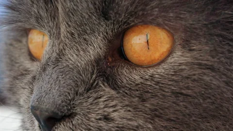 Extreme close up of a cat's face highlighting bright orange eyes and detailed Stock Footage 332600536