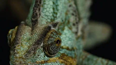 Extreme Close-up Chameleon Stock Footage 120920730