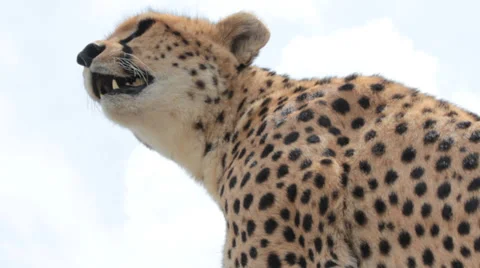 Extreme Close Up of Cheetah Panting and Turning  (HD) Stock Footage 28214704
