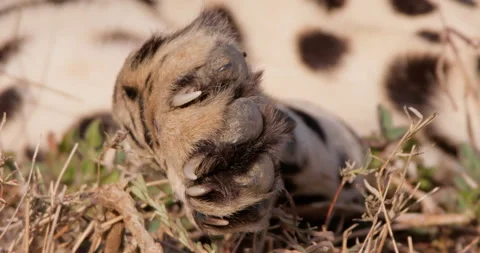 Extreme close up of a cheetah's  paw as it rests Stock Footage 308674931